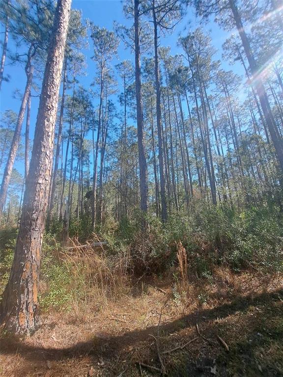5146 Lime Avenue Bunnell, FL 32110 - Photo 2 of 4 a view of a yard