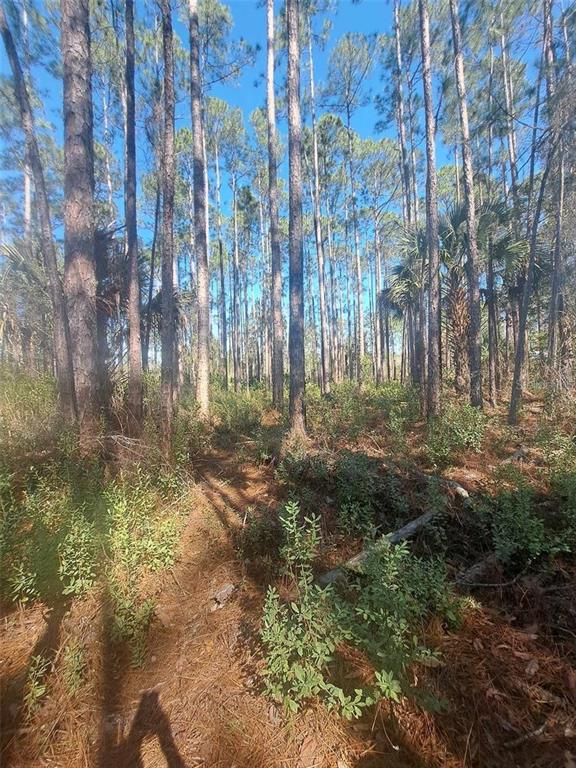 5146 Lime Avenue Bunnell, FL 32110 - Photo 3 of 4 a view of backyard with green space