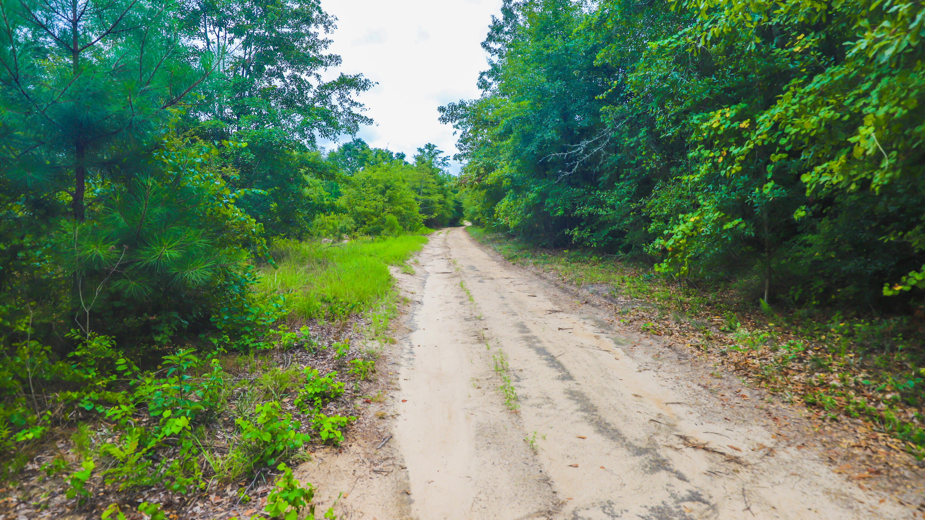 459 Holiness Church Road Wagener, SC 29164 - Photo 2 of 23 Gallery Image 2