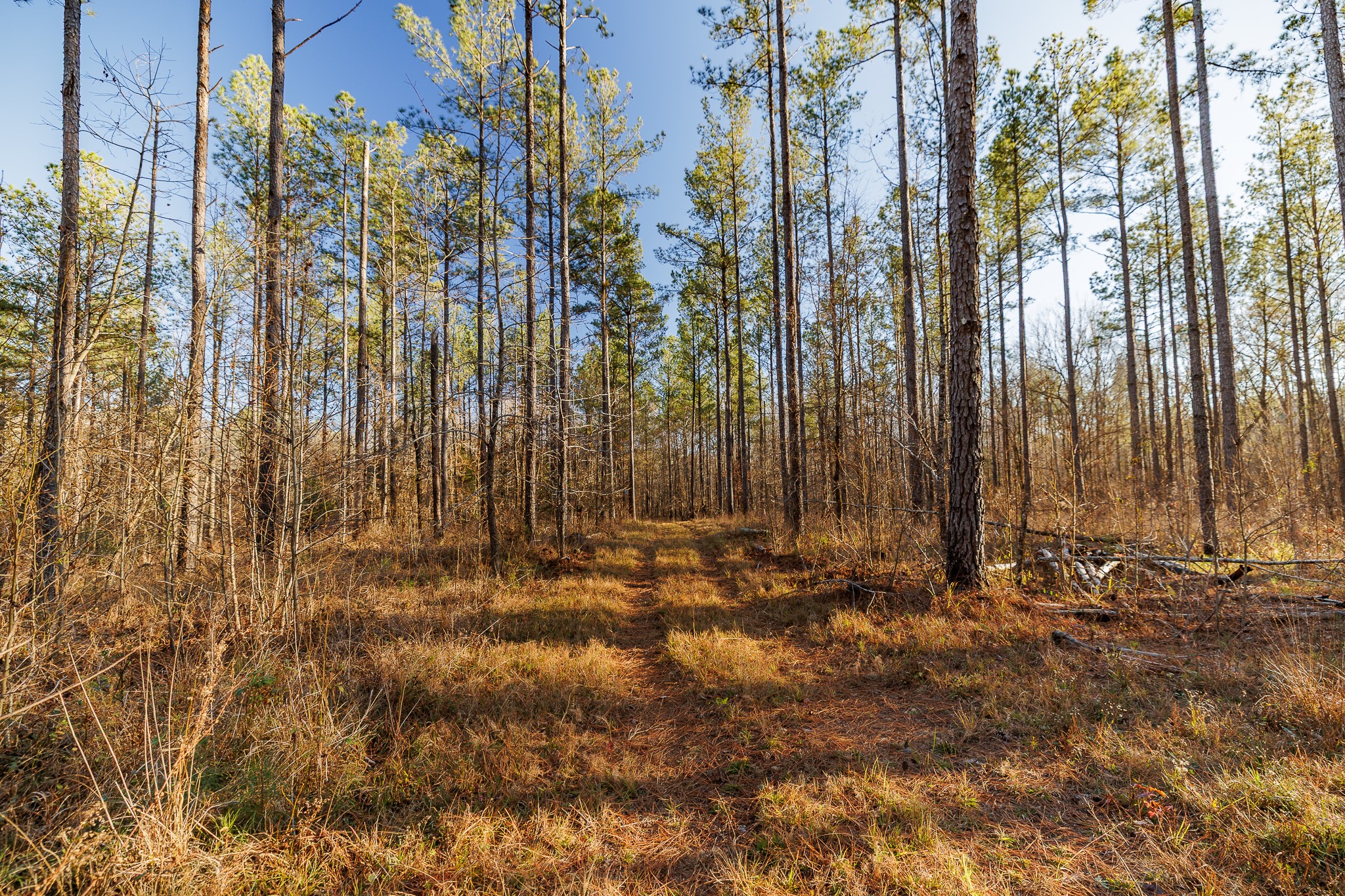 8548 Elberton Road Tignall, GA 30668 - Photo 30 of 50 a view of a area with trees