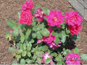 1095 Joe Skinner Road Belpre, OH 45714 - Photo 24 of 24 Roses