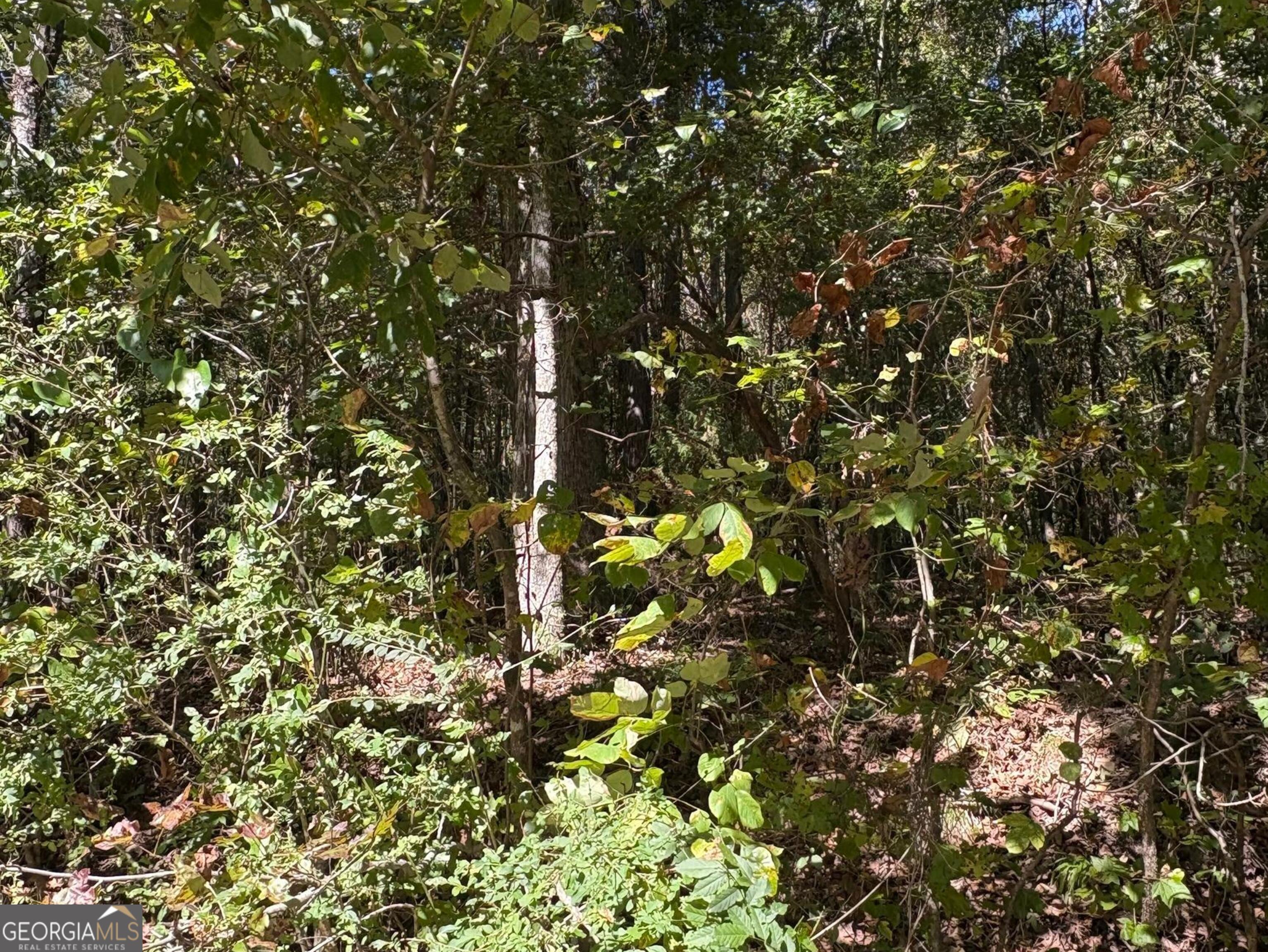 0 Old Greensboro Rd Union Point Union Point, GA 30669 - Photo 2 of 6 a view of tree