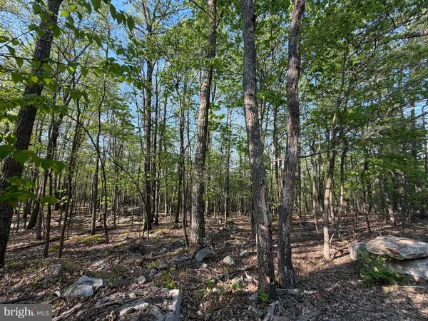 a view of outdoor space and trees