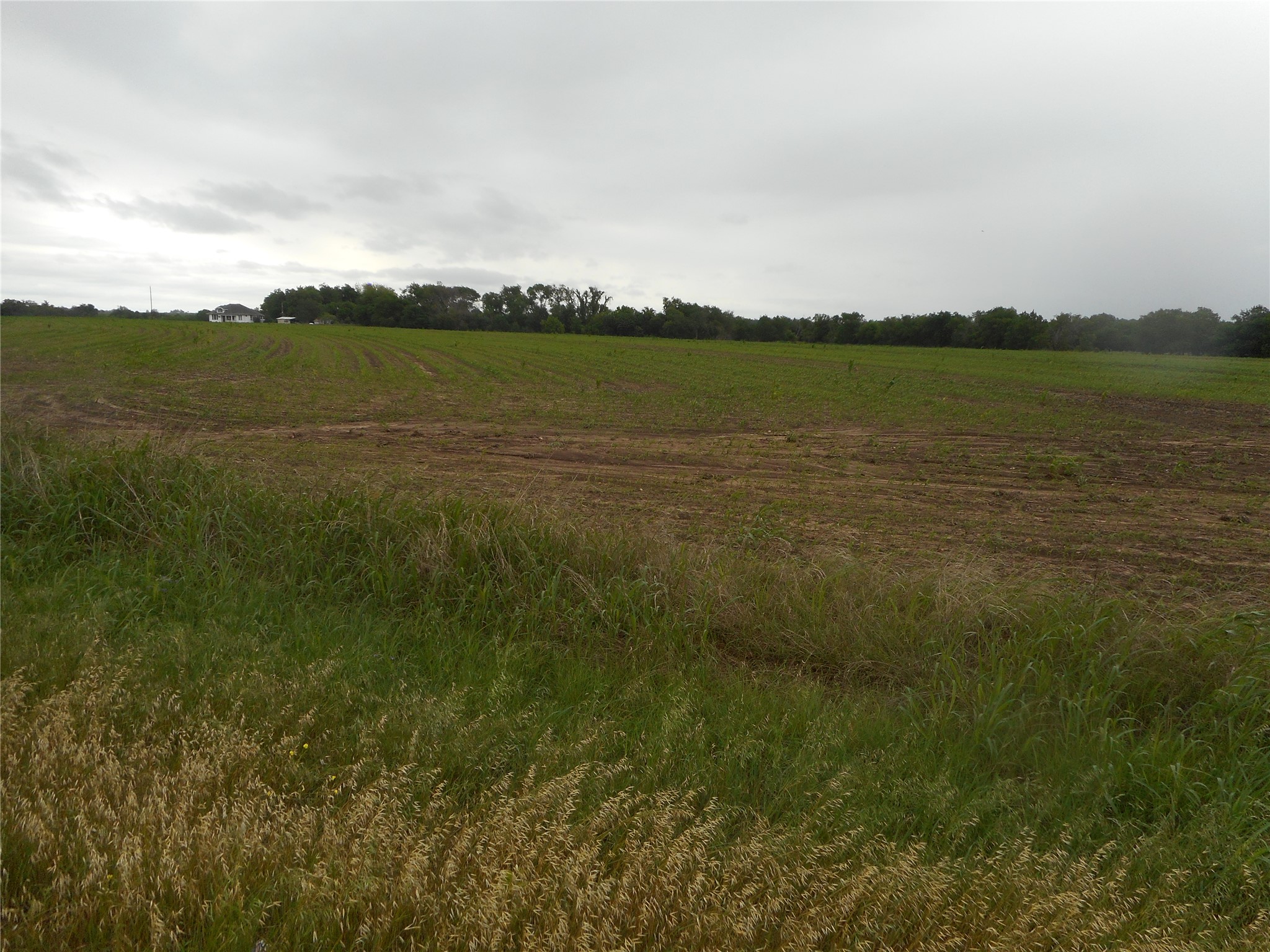 619 North Rd Taylor Tx 76574 Road Taylor, TX 76574 - Photo 14 of 15 Expansive property featuring a large open field with visible cultivation, bordered by a line of trees in the distance