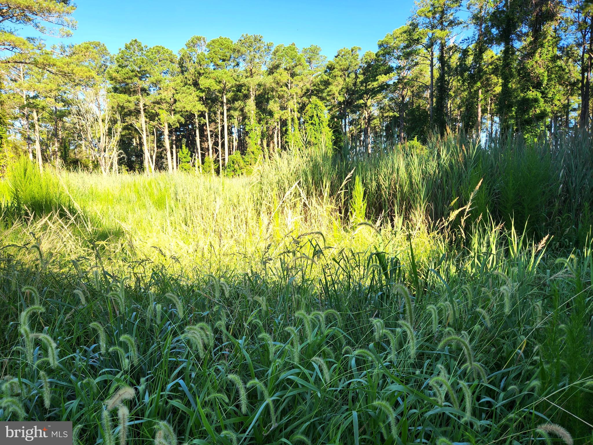 3276 Sackertown Road Crisfield, MD 21817 - Photo 13 of 23 Beautiful land waiting for a new vision!