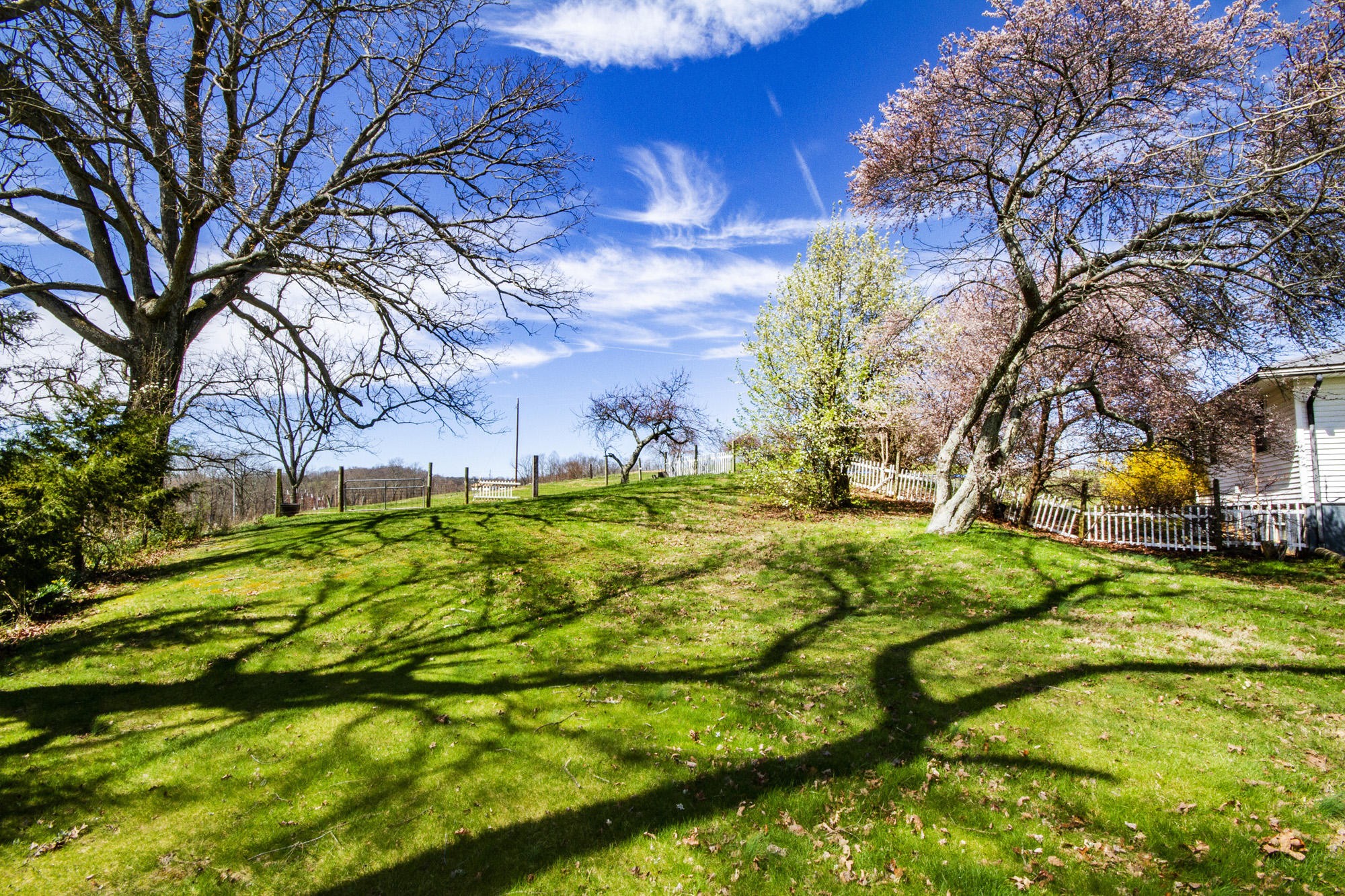 1201 Manley Road Rutledge, TN 37861 - Photo 4 of 27 a view of yard with tree