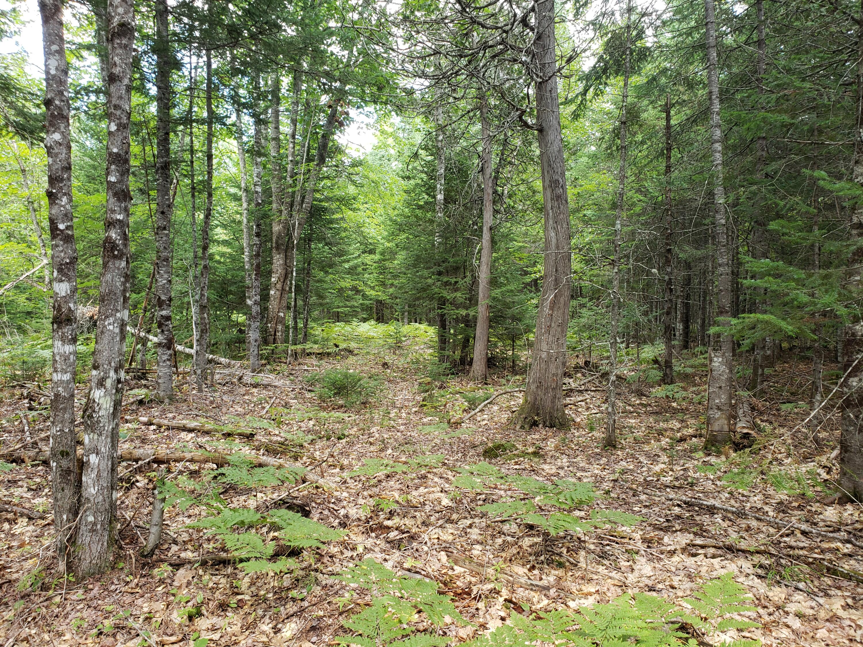 Tbd Medford Road Milo, ME 04463 - Photo 18 of 29 20220828_142423