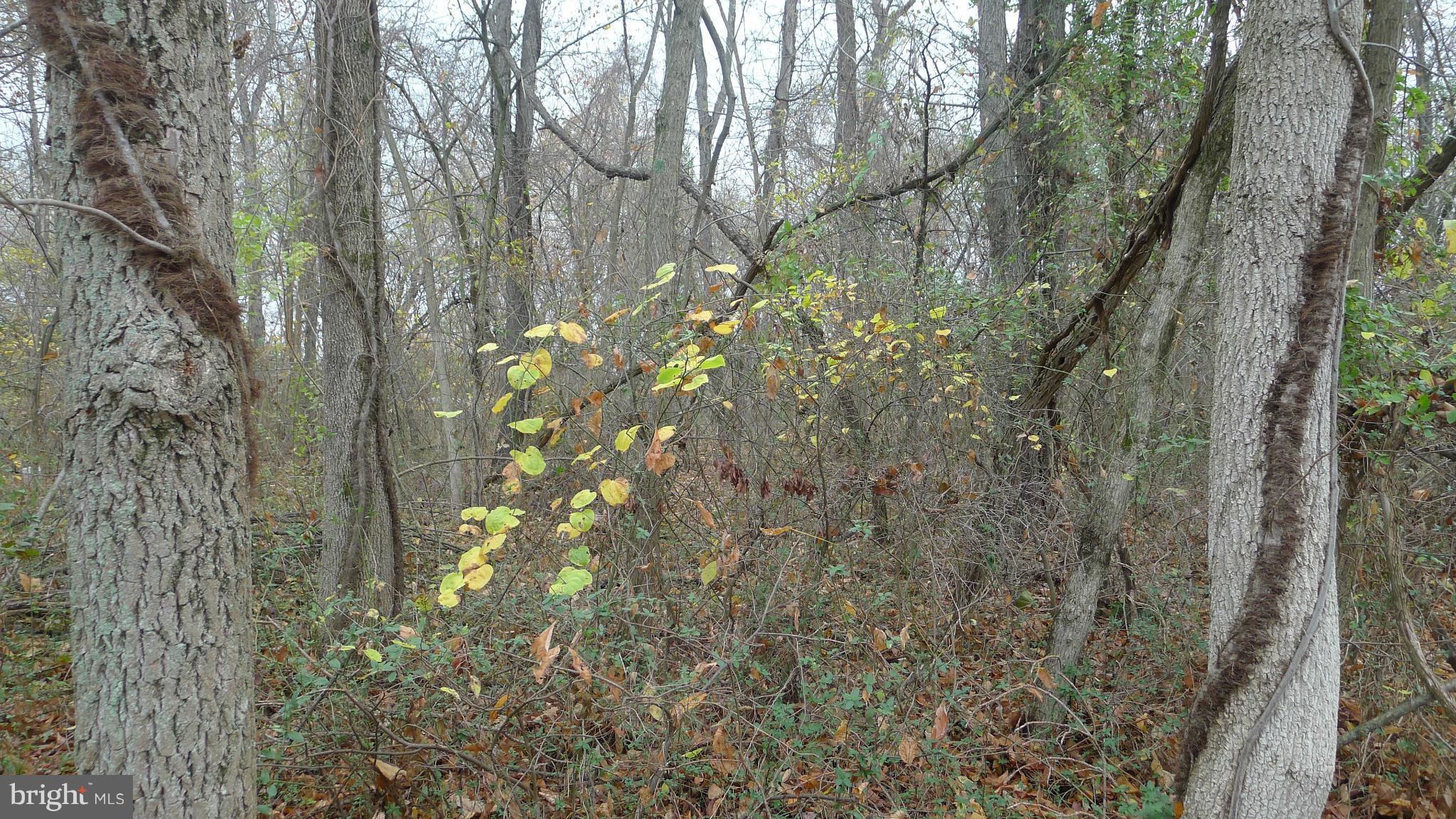 109 Charcoal Road Falling Waters, WV 25419 - Photo 7 of 13 Exterior (General)