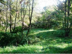 124 Mayflower Road Johnson City, TN 37601 - Photo 8 of 8 Yard View