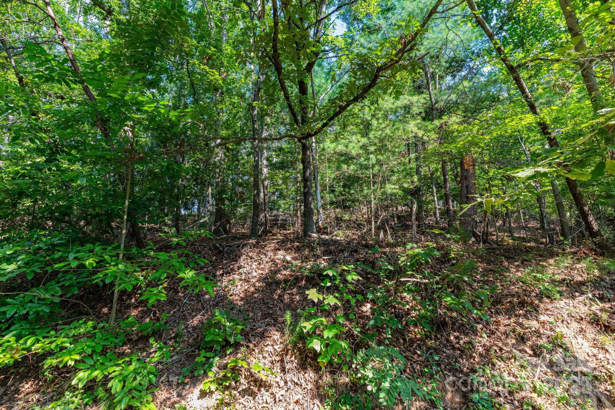 99999 Flynn Branch Road, Unit 2 Asheville, NC 28804 - Photo 4 of 20 a view of a forest with lots of trees