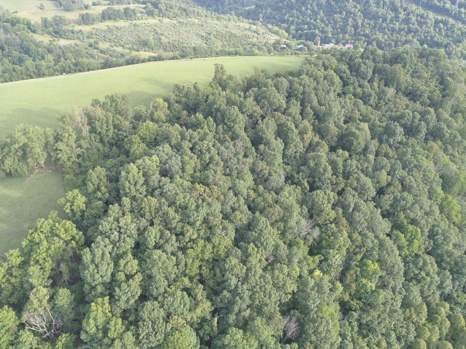 Tbd Cedar Branch Road Saltville, VA 24370 - Photo 16 of 41 Gallery Image 16