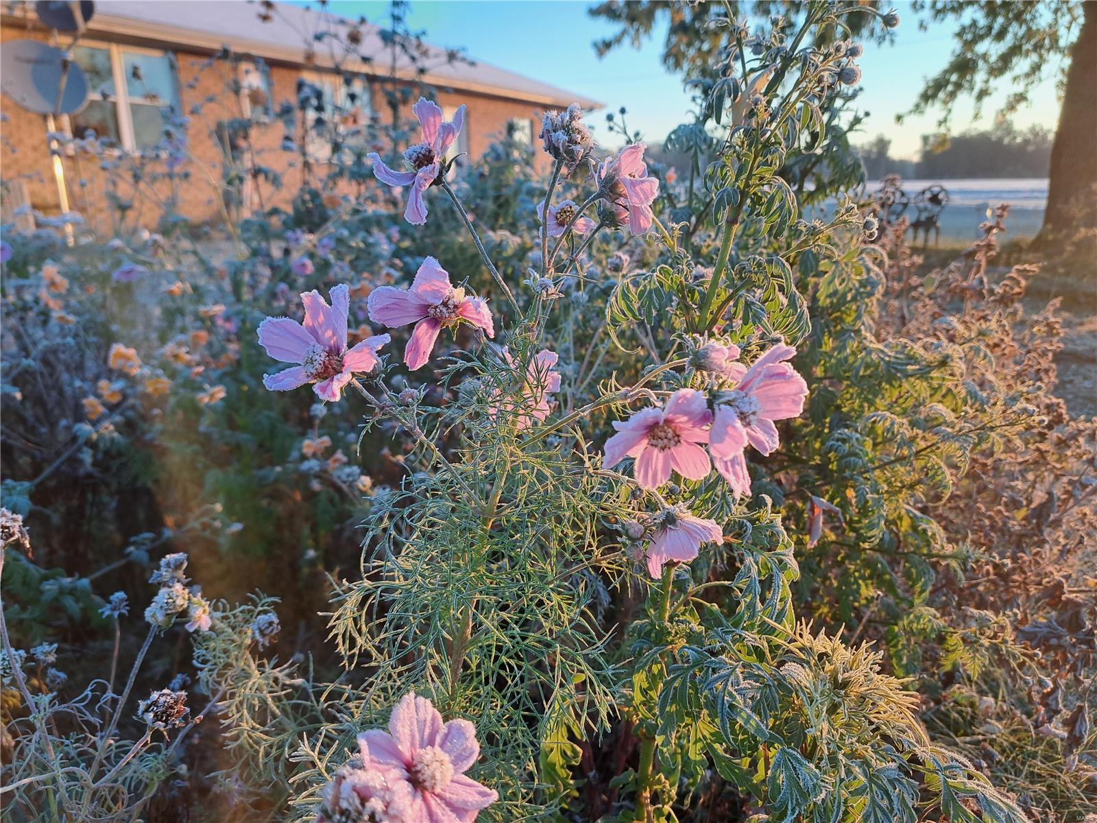 1652 Red Stripe Road Odin, IL 62870 - Photo 30 of 43