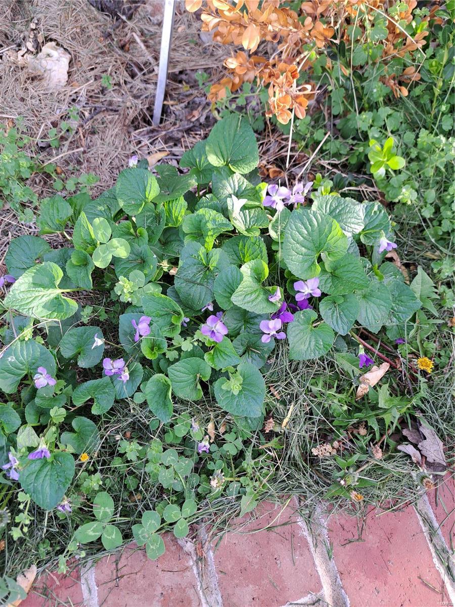 1652 Red Stripe Road Odin, IL 62870 - Photo 33 of 43