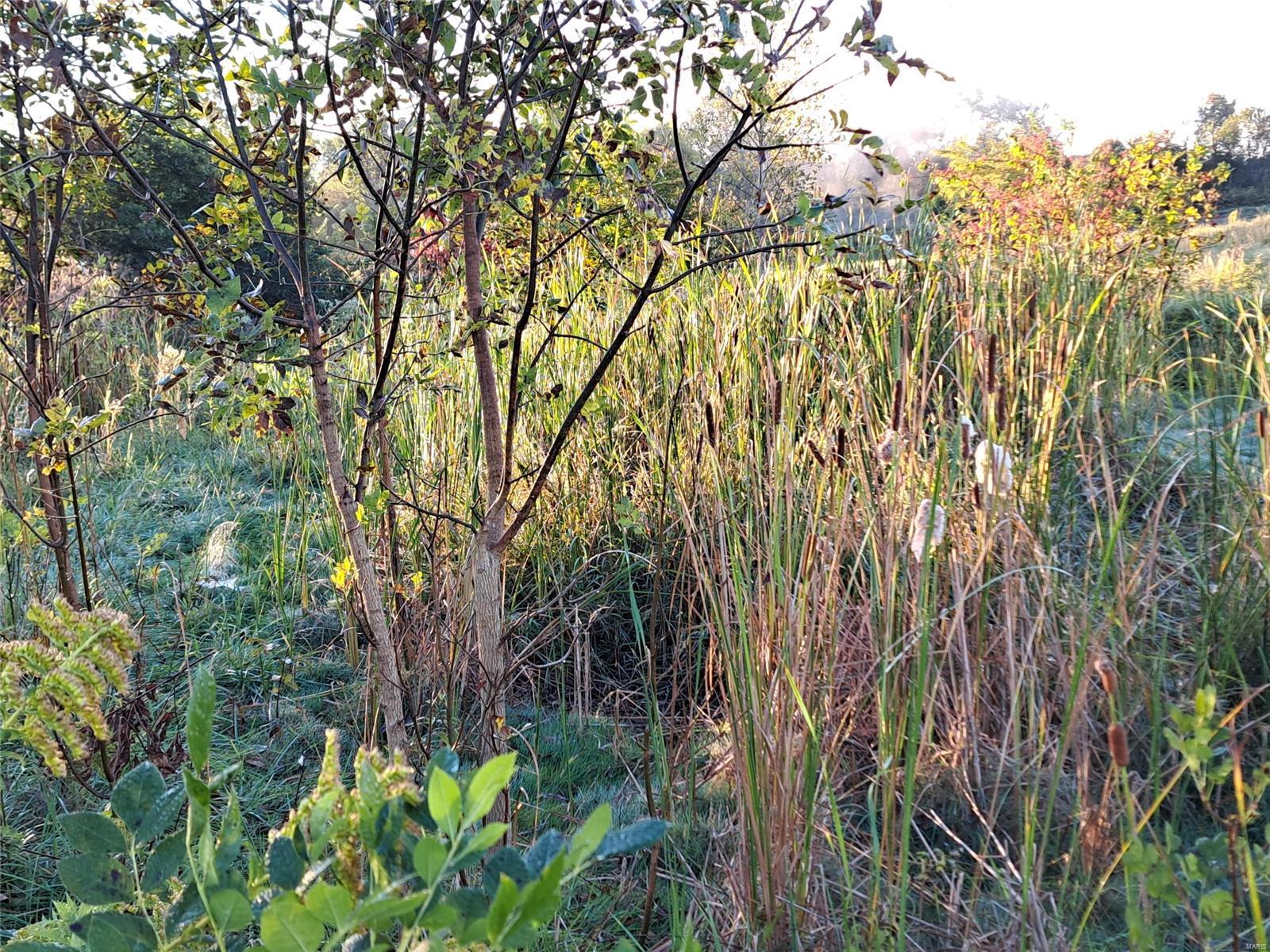 1652 Red Stripe Road Odin, IL 62870 - Photo 37 of 43