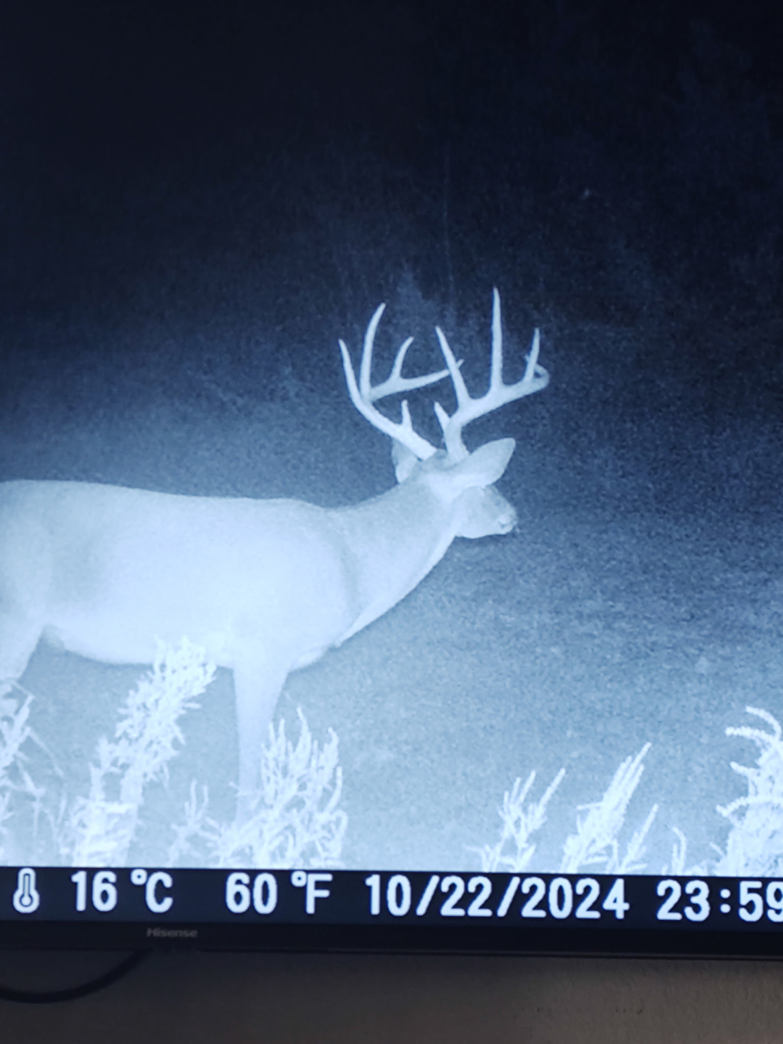 1705 Makinson Road West Point, TX 78963 - Photo 38 of 40 Prime acreage with abundant wildlife, captured here by night vision camera.