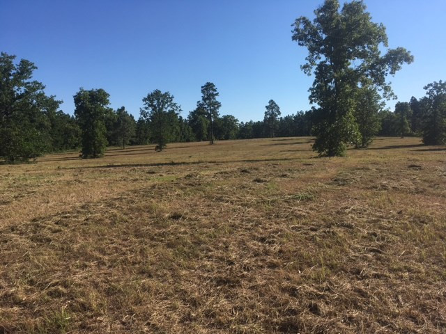 33.14-ac Pine Acres Road Windsor, SC 29856 - Photo 3 of 6
