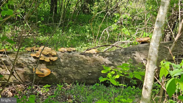 $2,650,000 | 559 Bessie Bell Mountain Road, Woodville, VA 22749