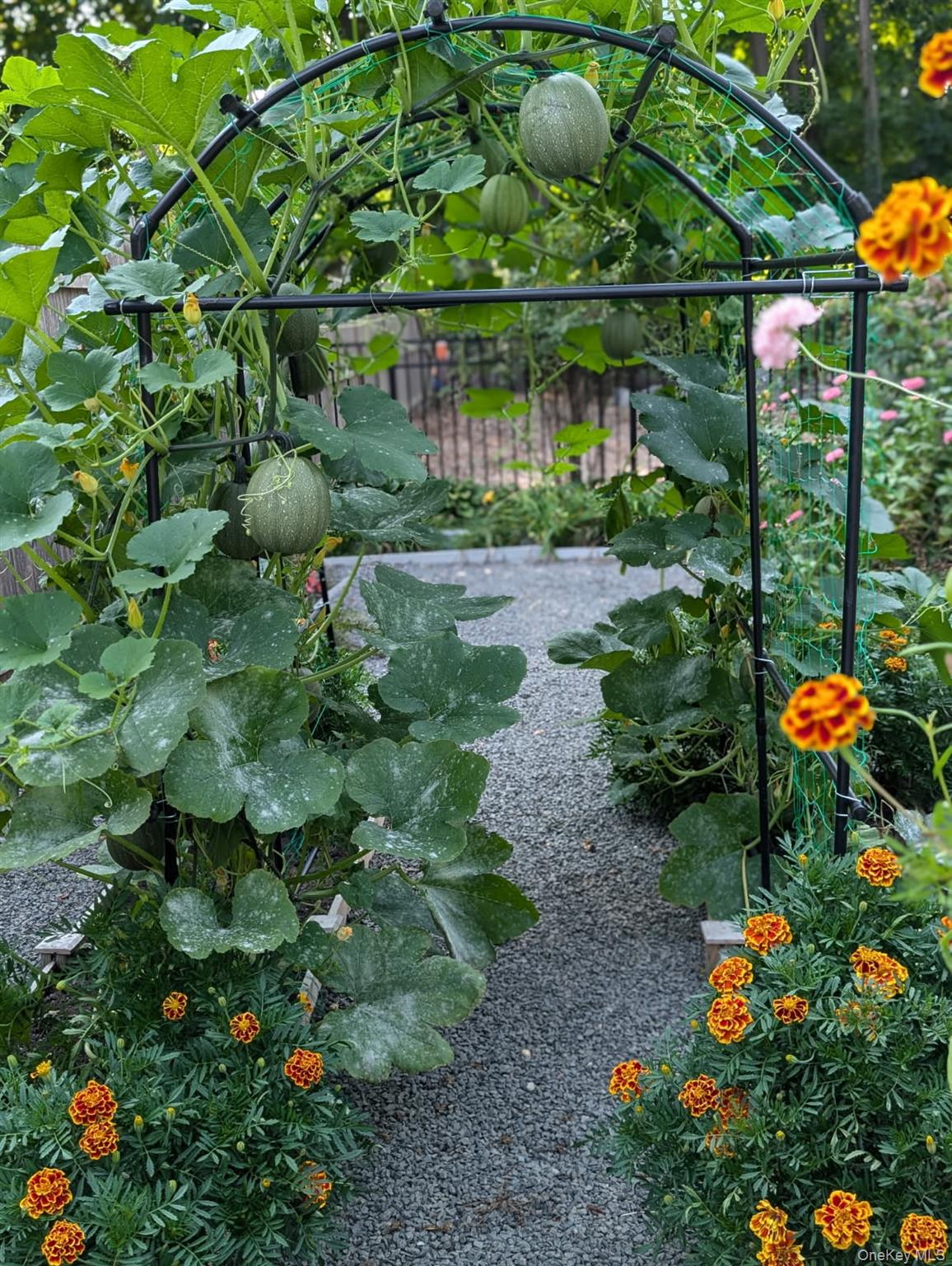98 Greenbush Road Tappan, NY 10983 - Photo 31 of 33 Garden archway featuring climbing plants with developing gourds, a gravel path, and vibrant orange-hued marigolds