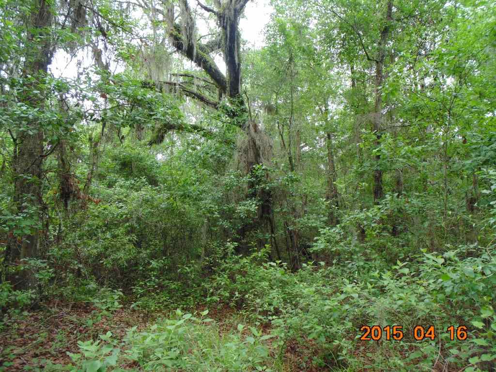 Vacant Southwest Hopewell Farm Road, Unit LOT 7 Madison, FL 32340 - Photo 7 of 12 Gallery Image 7
