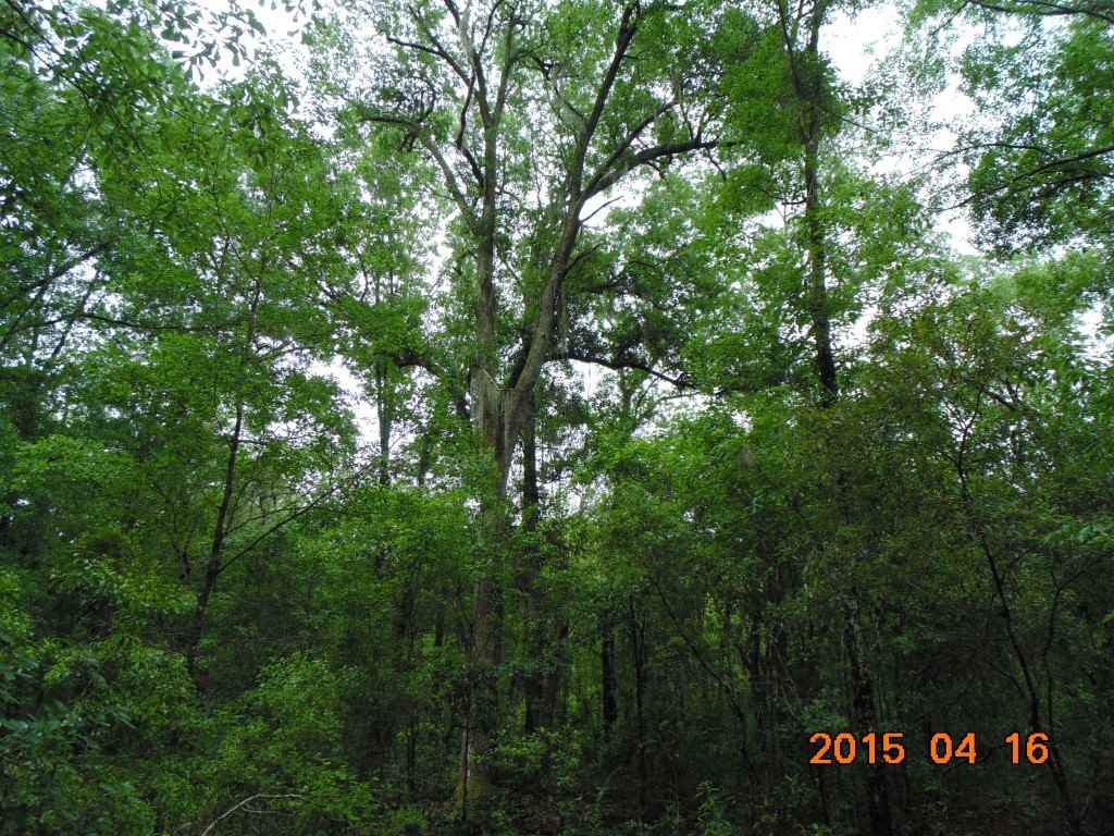 Vacant Southwest Hopewell Farm Road, Unit LOT 7 Madison, FL 32340 - Photo 8 of 12 Gallery Image 8