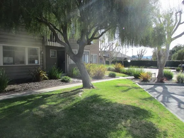 a view of a yard in front of house with a large tree