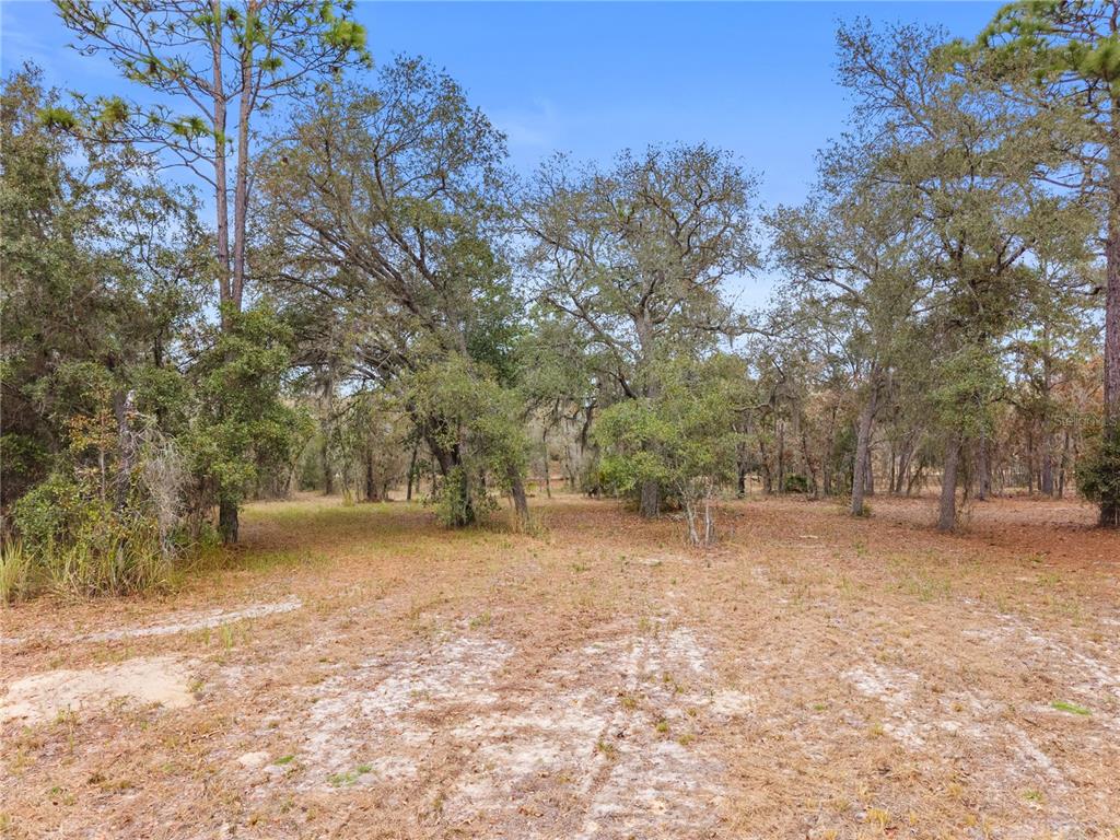 12251 Southeast 66th Place Morriston, FL 32668 - Photo 19 of 55 a view of dirt yard with a tree