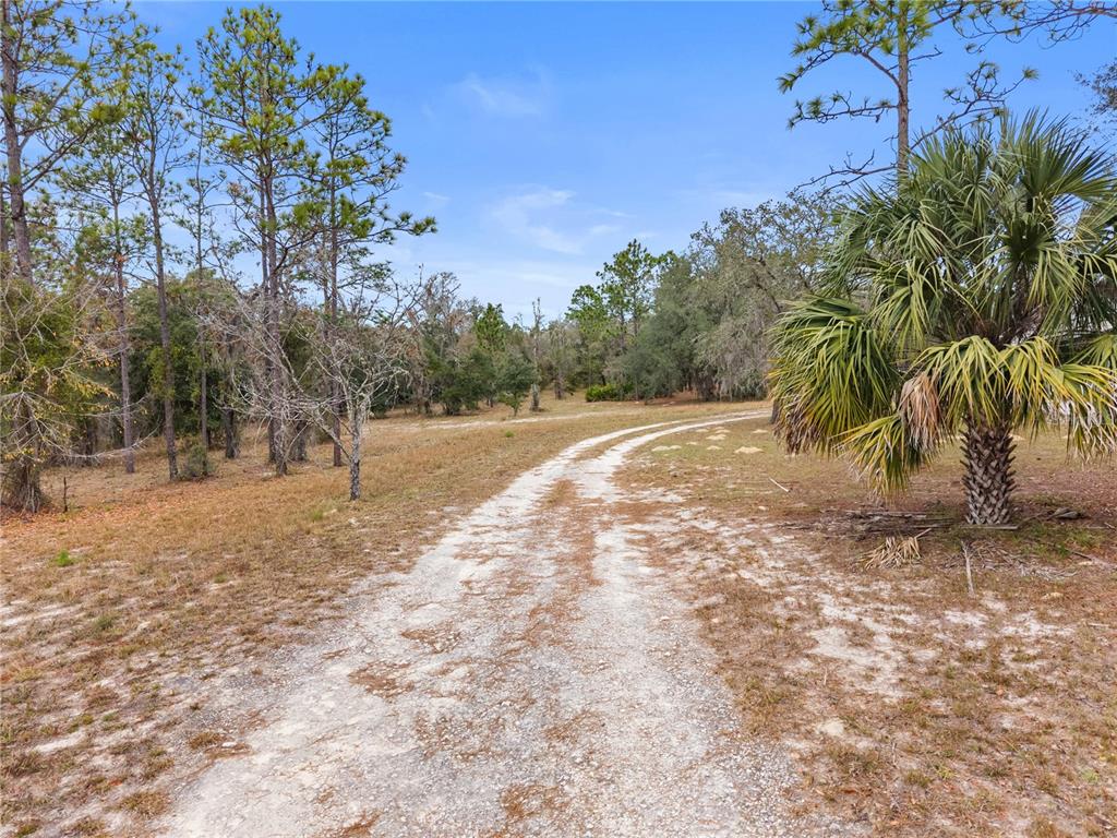 12251 Southeast 66th Place Morriston, FL 32668 - Photo 5 of 55 a view of a yard with a tree