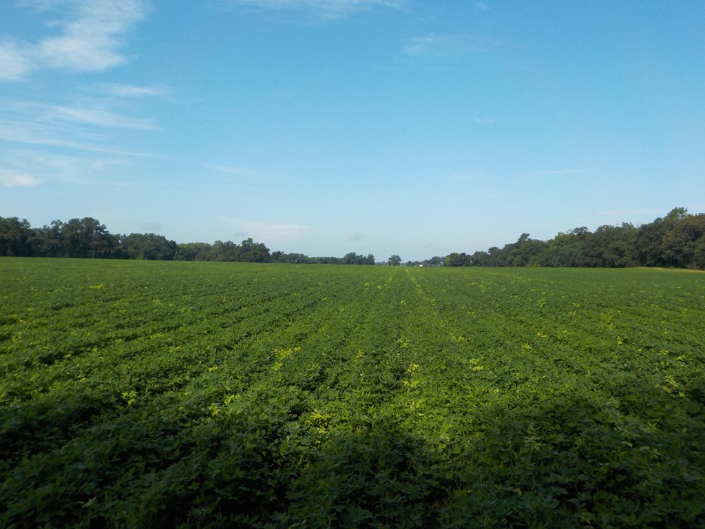 210-ac Jernigan Road Gordon, AL 36343 - Photo 20 of 36