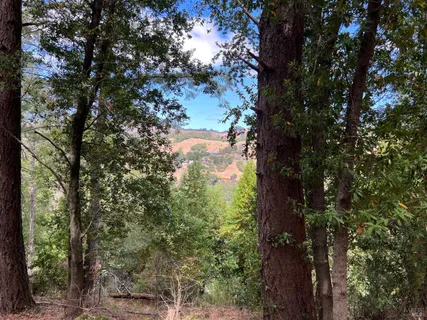 a yard with tall trees