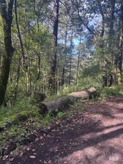 a view of a forest filled with trees