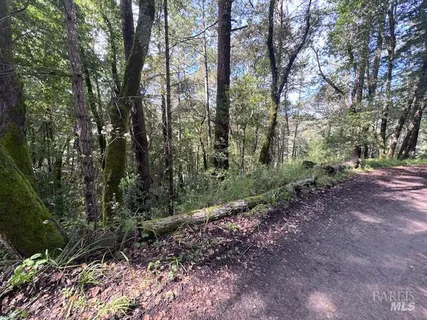 a view of a forest with trees