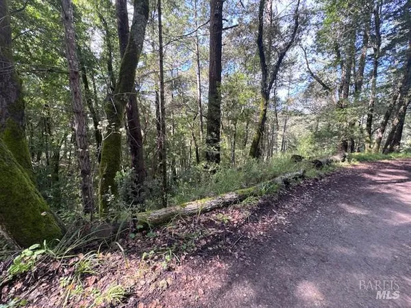 a view of a forest with trees