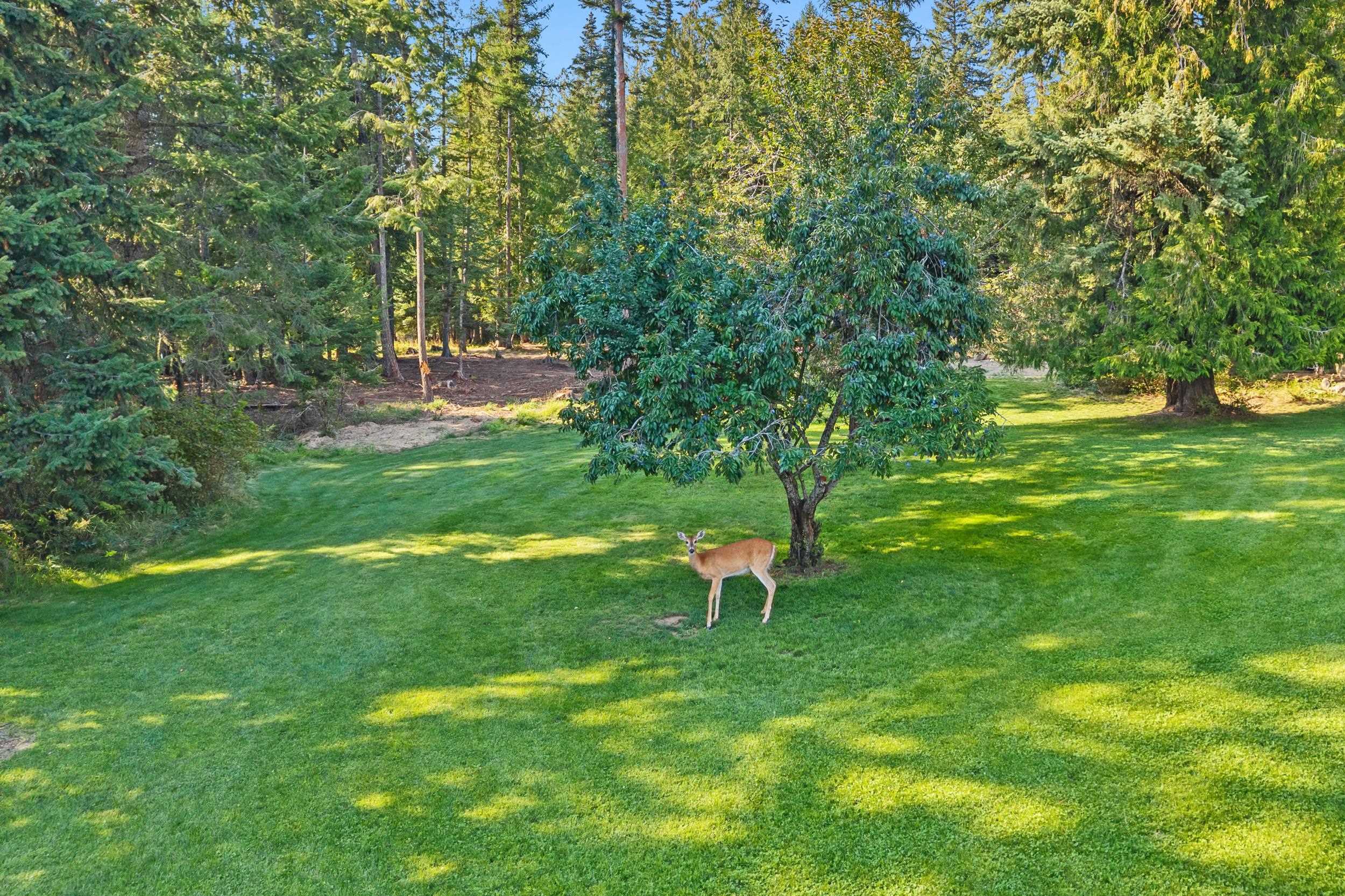 1702 Eastside Road Priest River, ID 83856 - Photo 45 of 50