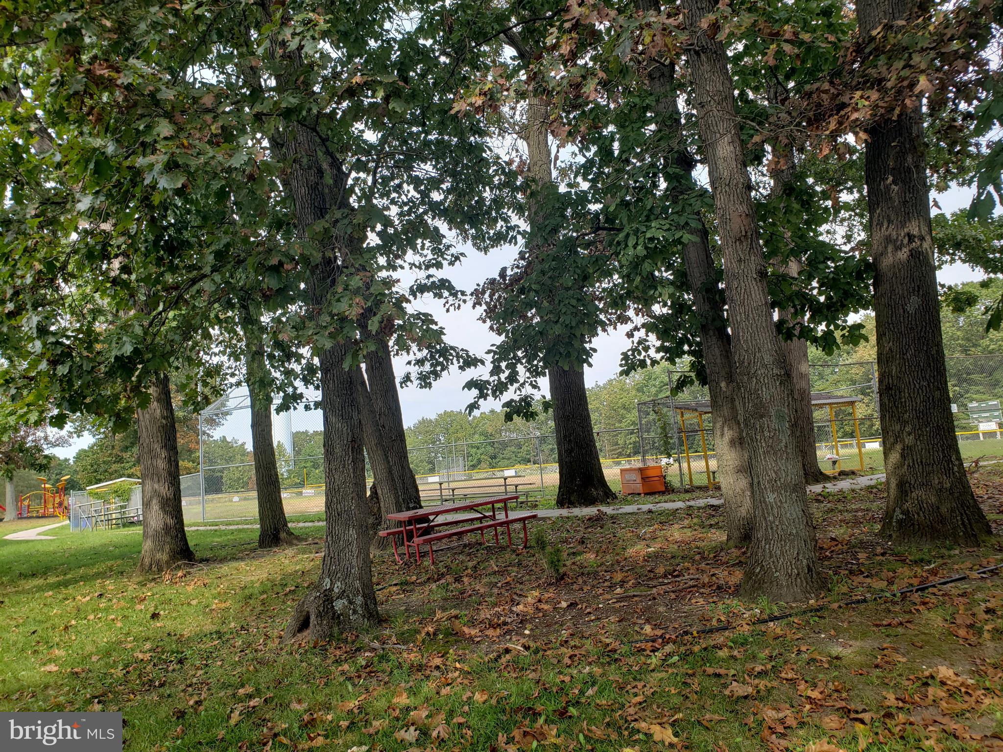 595 Berlin Road Clementon, NJ 08021 - Photo 24 of 24 a view of a tree in the middle of a forest