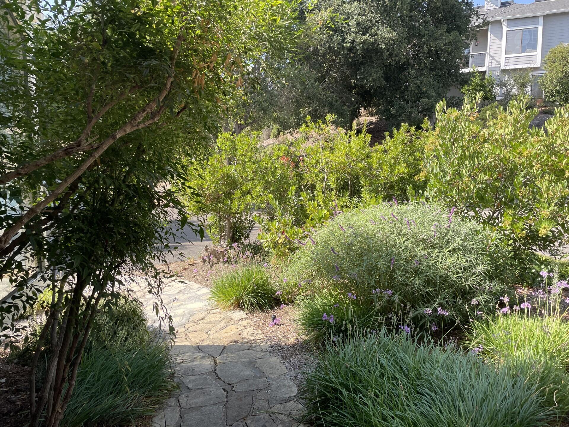 702 Hillside Drive Solvang, CA 93463 - Photo 15 of 15 a view of a garden with plants and large trees