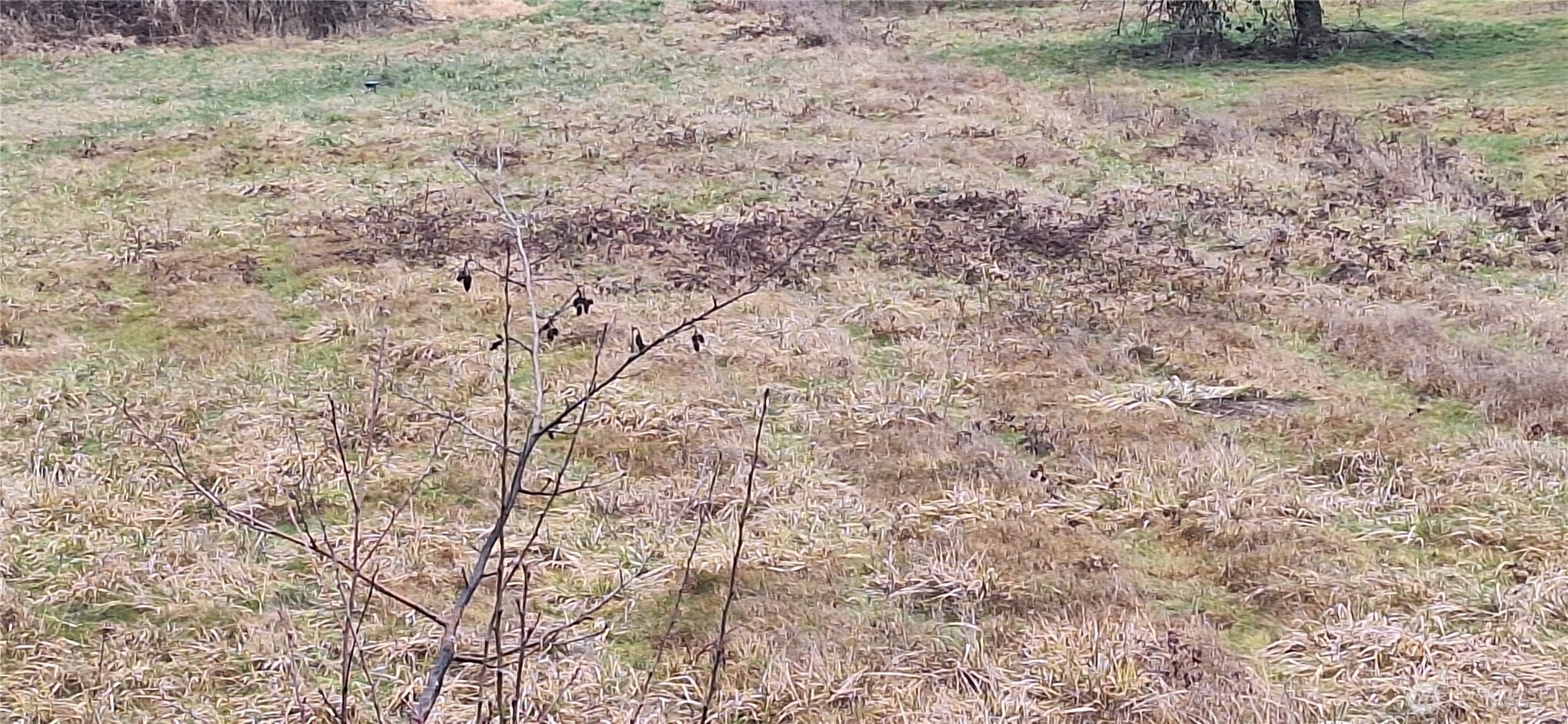 0 State Route 122 Mossyrock, WA 98564 - Photo 10 of 10 a view of a yard with a tree