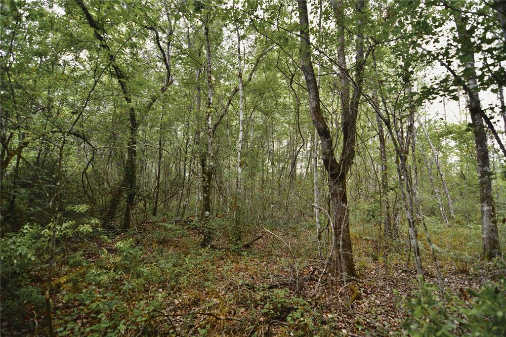 Sweet Gum Road Glen St. Mary, FL 32040 - Photo 20 of 44