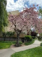 a view of a yard with plants and large trees