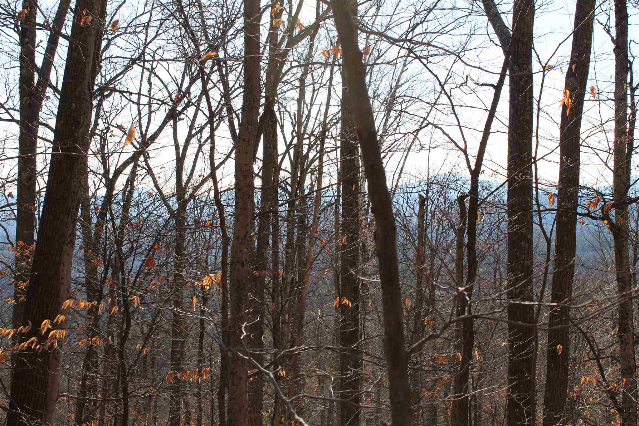 0 Starr King Ledge Road Dalton, NH 03598 - Photo 22 of 39