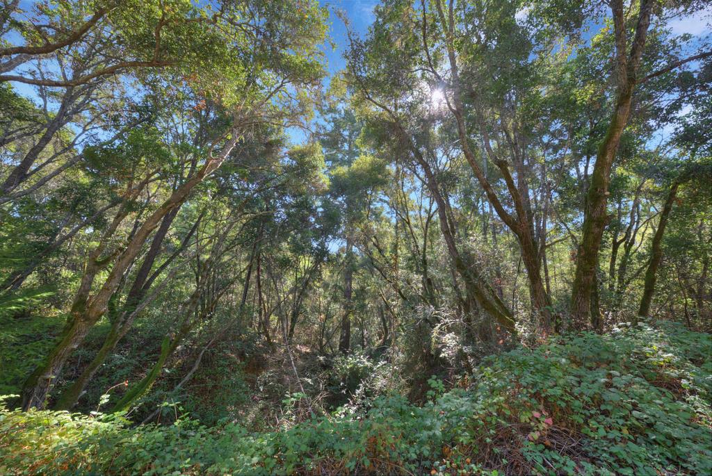 900 Mesa Grande Road Aptos, CA 95003 - Photo 10 of 30 a view of forest