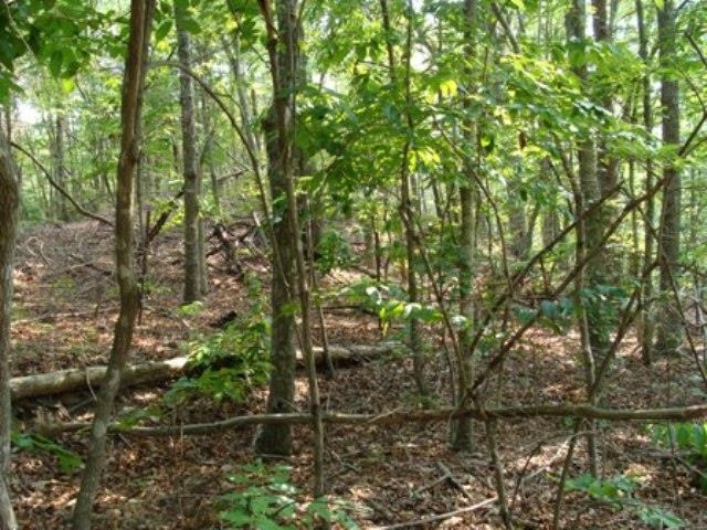 Lot 12 Clark Road Snow Camp, NC 27349 - Photo 5 of 5 Gallery Image 5