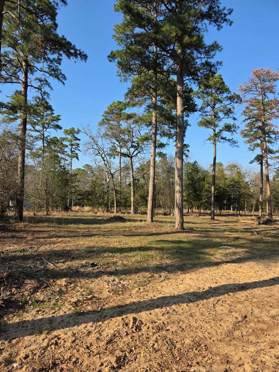 Lot 36-37 King Charles Road Scroggins, TX 75480 - Photo 6 of 14 a view of a yard with large trees
