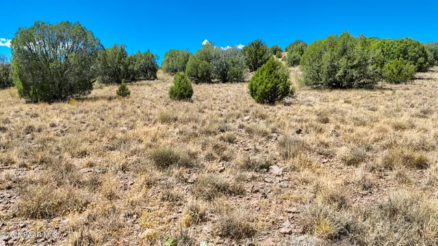 a view of a bunch of trees in a field