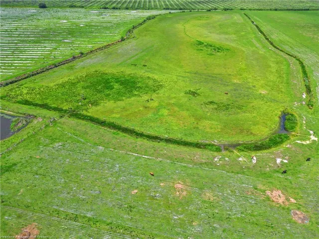 a view of a big yard with potted plants and large tree