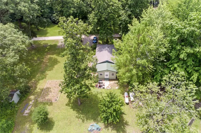 a close up of a tree in a garden