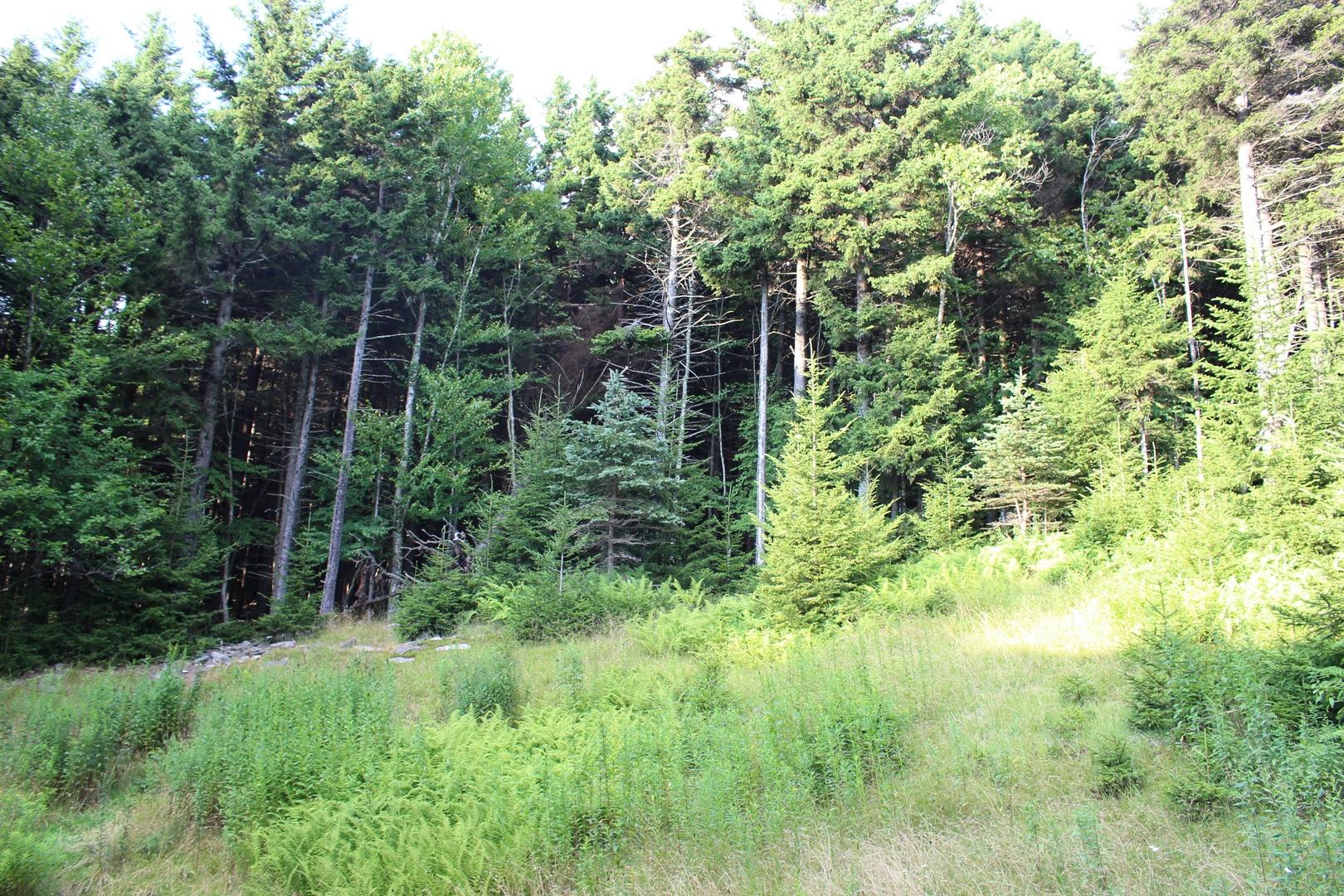 168 South Westridge Road Slatyfork, WV 26291 - Photo 28 of 34 Gallery Image 28