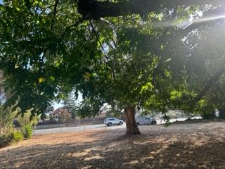 2927 Aborn Road San Jose, CA 95148 - Photo 3 of 9 a view of a tree with a tree