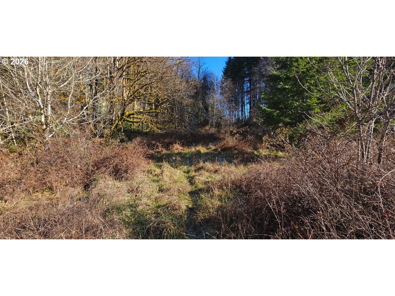 0 Northrup Creek Road Clatskanie, OR 97016 - Photo 4 of 11 a view of a yard with a tree