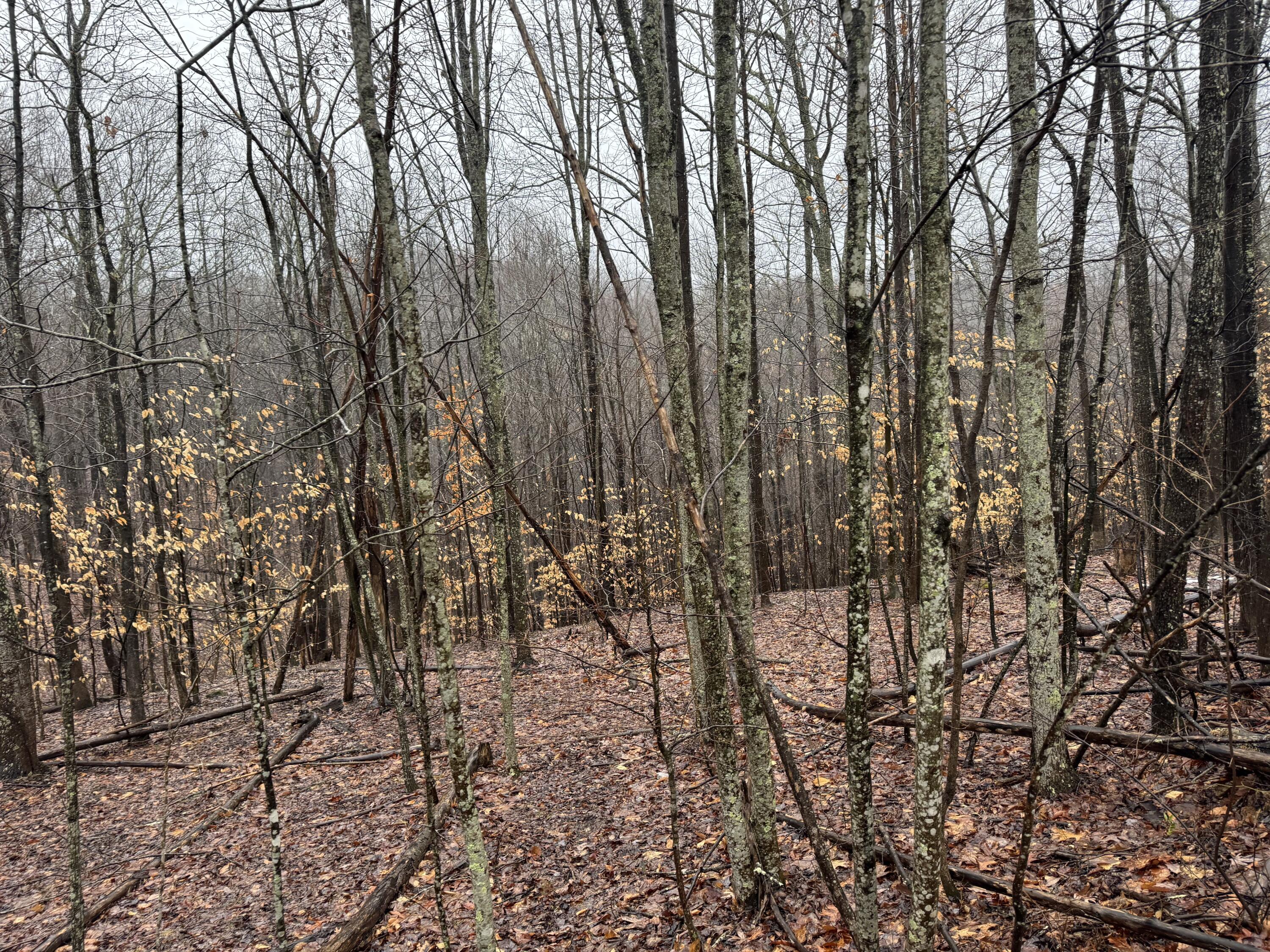 2085 Vineyard Ridge Walton, WV 25286 - Photo 12 of 27 Gallery Image 12