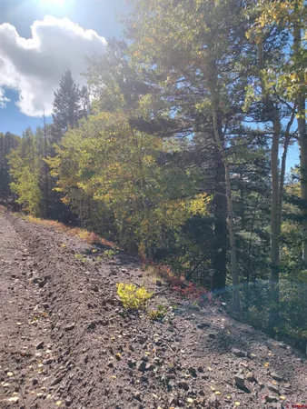 a view of a yard with plants and large trees